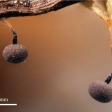 Attēlu rezultāti vaicājumam “Comatricha fragilis stalked”