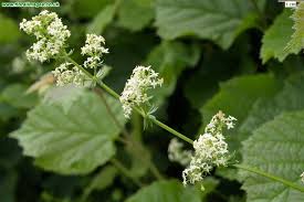 Attēlu rezultāti vaicājumam “Galium album”