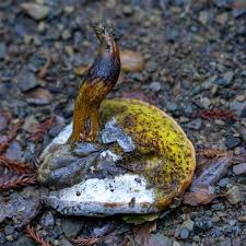 Attēlu rezultāti vaicājumam “Hypomyces chrysospermus”