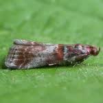 Attēlu rezultāti vaicājumam “Acrobasis advenella”