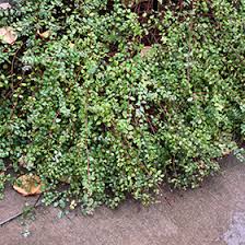 Attēlu rezultāti vaicājumam “Symphoricarpos x chenaultii”