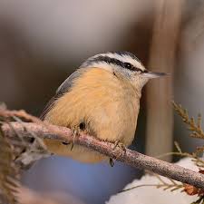 Image result for Sitta canadensis