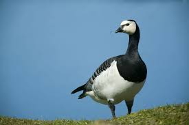 Attēlu rezultāti vaicājumam “Branta leucopsis”