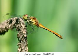 Attēlu rezultāti vaicājumam “Sympetrum vulgatum”