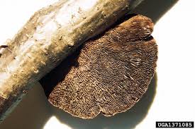 Attēlu rezultāti vaicājumam “Lenzites betulina”