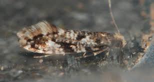 Attēlu rezultāti vaicājumam “Nemapogon cloacella”