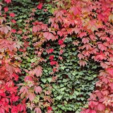 Attēlu rezultāti vaicājumam “Parthenocissus quinquefolia”