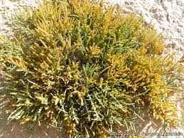 Attēlu rezultāti vaicājumam “Oxyrrhynchium hians var. rigidum macro”