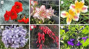 Attēlu rezultāti vaicājumam “Tropaeolaceae”