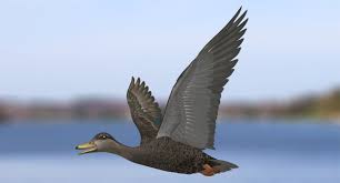 Image result for Anas rubripes