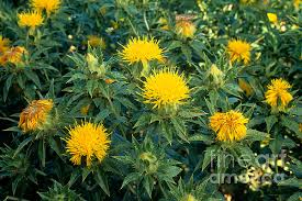 Image result for Carthamus tinctorius