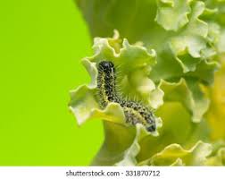 Attēlu rezultāti vaicājumam “Pieris brassicae larva”