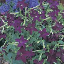 Image result for Nicotiana x sanderae `Perfume`F1