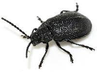 Attēlu rezultāti vaicājumam “Galeruca tanaceti”