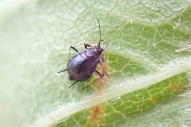 Attēlu rezultāti vaicājumam “Aphis jacobaeae”