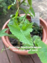 Attēlu rezultāti vaicājumam “Sonchus oleraceus leaf”