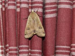 Attēlu rezultāti vaicājumam “Noctua pronuba”