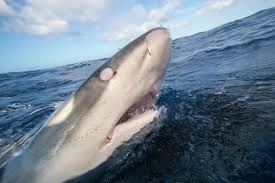 Image result for Carcharhinus galapagensis