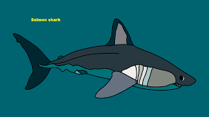 Image result for Lamna ditropis