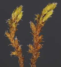 Attēlu rezultāti vaicājumam “Racomitrium canescens sporophyte”