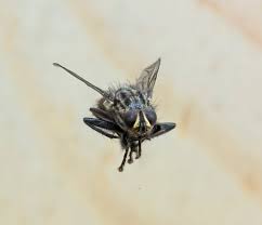 Attēlu rezultāti vaicājumam “Sarcophaga carnaria”