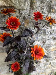 Image result for Heliopsis scabra