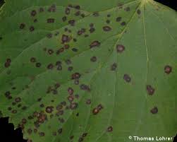 Attēlu rezultāti vaicājumam “Mycosphaerella millegrana”