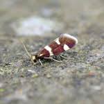 Attēlu rezultāti vaicājumam “Incurvaria praelatella”