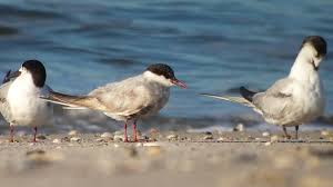 Attēlu rezultāti vaicājumam “Chlidonias hybrida”