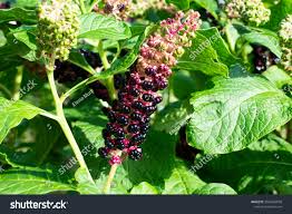 Attēlu rezultāti vaicājumam “Phytolacca acinosa leaf”