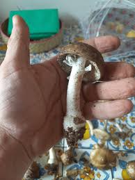 Attēlu rezultāti vaicājumam “Amanita pantherina”