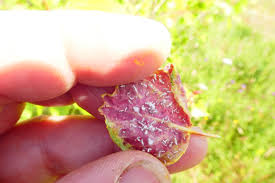 Attēlu rezultāti vaicājumam “Thecabius affinis”