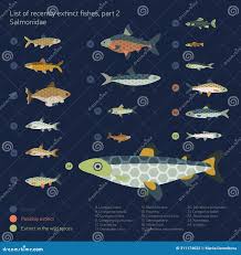 Image result for Salmo pallaryi