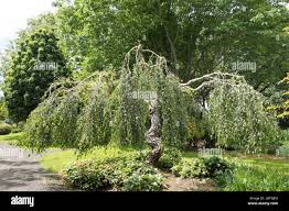 Attēlu rezultāti vaicājumam “Betula pendula Youngii”