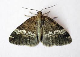 Attēlu rezultāti vaicājumam “Perizoma affinitata”