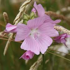 Attēlu rezultāti vaicājumam “Malva moschata flower”