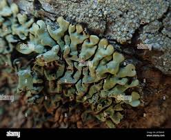 Attēlu rezultāti vaicājumam “Menegazzia terebrata”