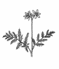 Attēlu rezultāti vaicājumam “Erodium cicutarium”