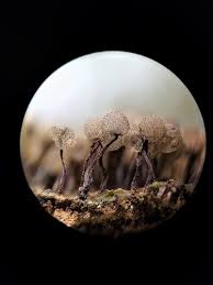 Attēlu rezultāti vaicājumam “Cribraria intricata spores”