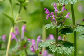 Attēlu rezultāti vaicājumam “Lamium amplexicaule”