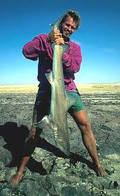 Image result for Triakis megalopterus