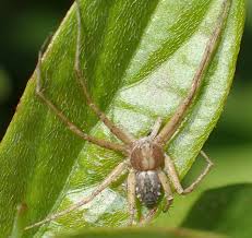 Attēlu rezultāti vaicājumam “Philodromus sp.”