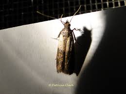 Attēlu rezultāti vaicājumam “Plodia interpunctella”