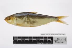 Image result for Alosa pseudoharengus