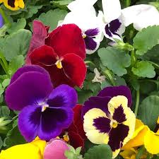 Image result for Viola x wittrockiana `Hiemalis`