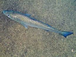 Image result for Morone saxatilis