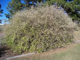 Attēlu rezultāti vaicājumam “Lonicera”