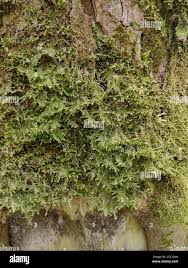 Attēlu rezultāti vaicājumam “Neckera complanata”