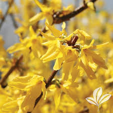 Attēlu rezultāti vaicājumam “Forsythia intermedia flower”
