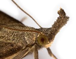 Attēlu rezultāti vaicājumam “Hypena proboscidalis”